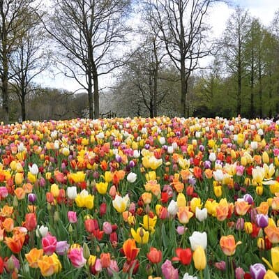 Private Guided Keukenhof Gardens and Zaanse Schans Tour 2
