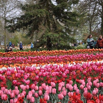 Private Guided Keukenhof Gardens and Zaanse Schans Tour 3