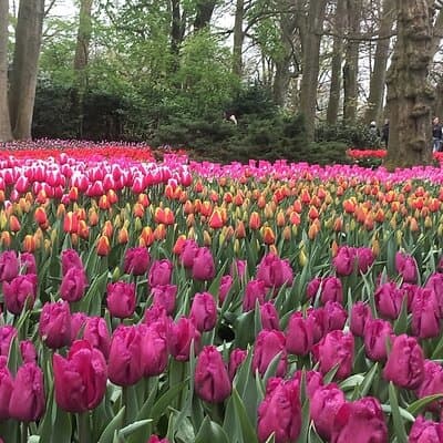Keukenhof Gardens Day Trip from Amsterdam - Private & Custom Tour 4