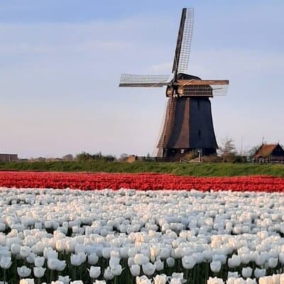 Private Off-the-beaten-path Tulip & Windmill Tour