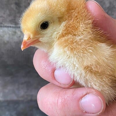 1.5 Hour Immersive Farm Experience in Adirondacks 3