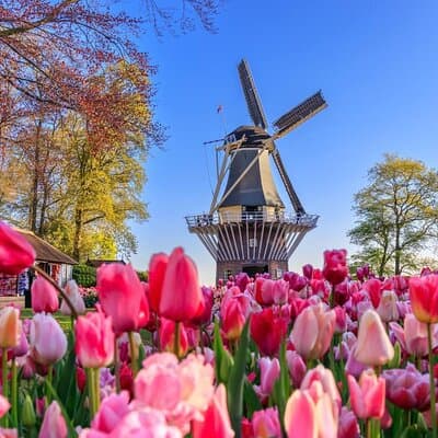 Amsterdam: Keukenhof, Zaanse Schans Windmills, Cheese Guided Tour
