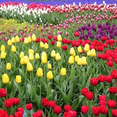 Private Tour to Tulips, Keukenhof, Windmills & Cheese Farm 4