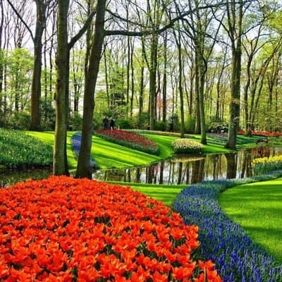 Private Sightseeing Tour Tulip Experience Keukenhof and Giethoorn 5
