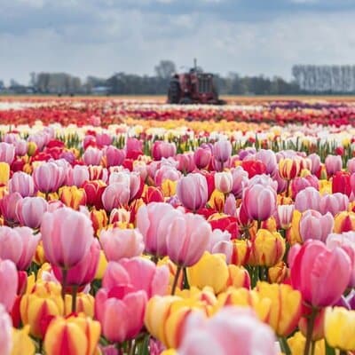 Private Tour to Tulips, Keukenhof, Windmills & Cheese Farm
