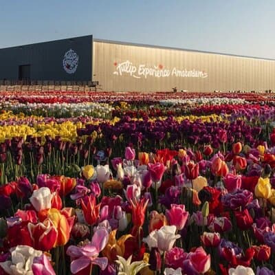 Private Tour to Tulips, Keukenhof, Windmills & Cheese Farm 3