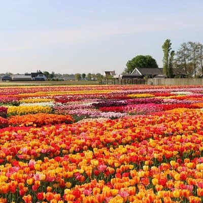 Private Tour to Tulips, Keukenhof, Windmills & Cheese Farm 2