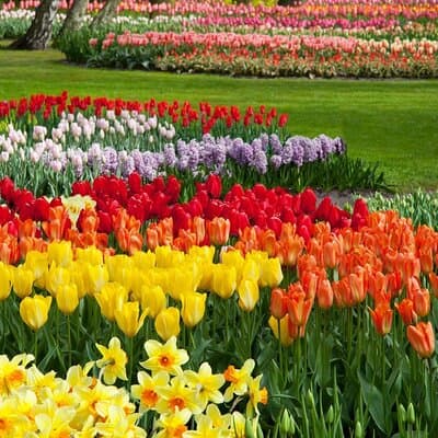 Amsterdam: Keukenhof Tulip Gardens and Giethoorn with Boat Tour 2