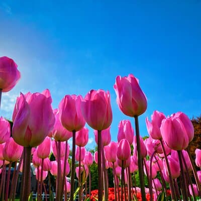 Keukenhof Tulip Garden Tour 2