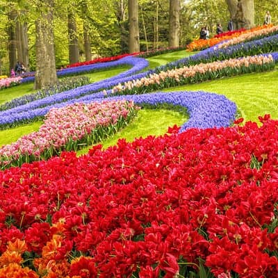 Keukenhof Tulip Garden Tour 5
