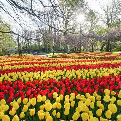 Private Taxi to Keukenhof Tulip Fields & Flowers From Amsterdam 2