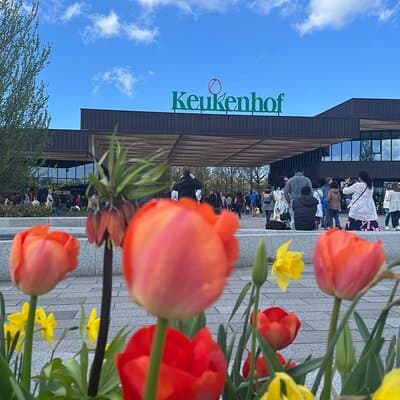 Private Taxi to Keukenhof Tulip Fields & Flowers From Amsterdam 3