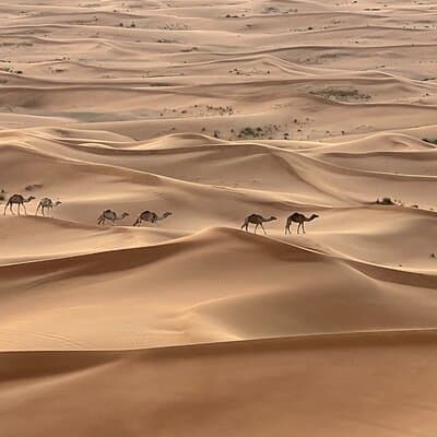 Red Dune 4x4 Desert Safari with Sand Boarding & Camel (4 hr) 5