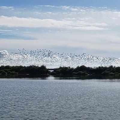 Lisbon : Boat Tour - Bird Observation in the Tejo Nature Reserve 2