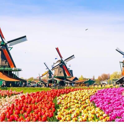 Windmills Country side tour Zaanse Schans-Cheesefactory-Volendam