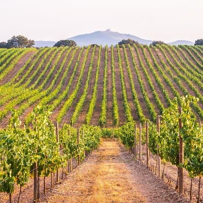 Évora Private Tour - Cork Factory Visit & Wine Tasting Included 2