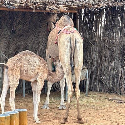 Dubai Old Town Walking Tour with Abra ride, Spice and Gold Souk 2