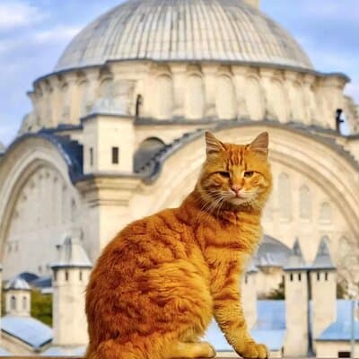 Private Cultural Tour of Istanbul: 1 or 2-Day Tailored Experience 5