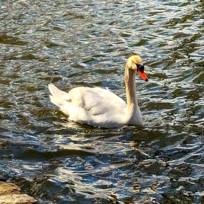 Brooklyn’s Oasis: Audio Guide to Prospect Park 5
