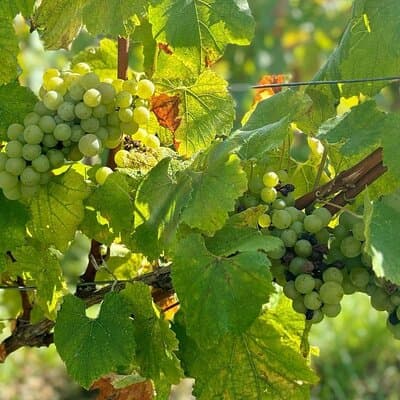Loire Wine Day from Paris with Chambord Castle & 6 Tastings 4