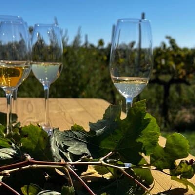 Private Artisanal Winery Visit with Wine Tasting from Sitges 3