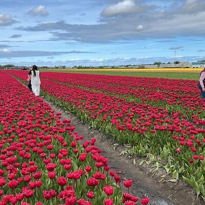 Private Tour to the Keukenhof and Tulip Fields