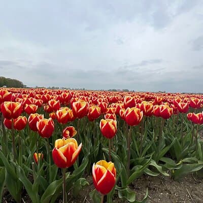 Private Tour to the Keukenhof and Tulip Fields 5
