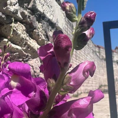 Byzantion Walk Path and City Walls of Istanbul 2