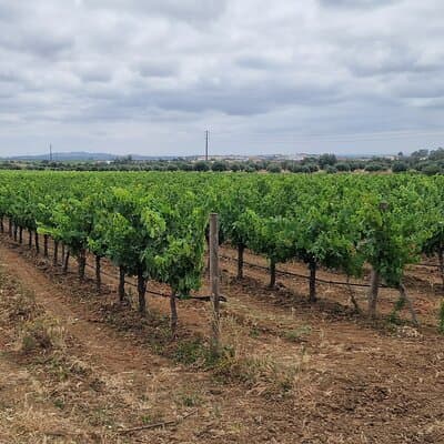 Lisbon Wine Tour: Azeitao, Setubal and Arrabida and Hotel Pickup 4