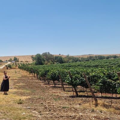 Lisbon to Evora: Cork Factory Visit and Wine Tour + hotel pick-up