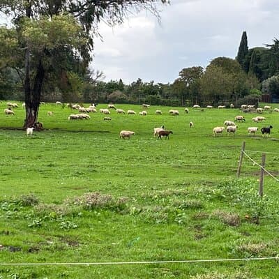 Private E-bike tour of Appian way&aqueduct(Catacombs,food option) 3