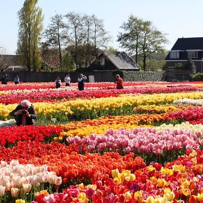 Amsterdam: Half Day Tour Tulip Fields and Tulip Experience 4