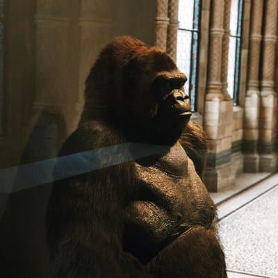 Family Friendly Natural History Museum London Private Guided Tour 5