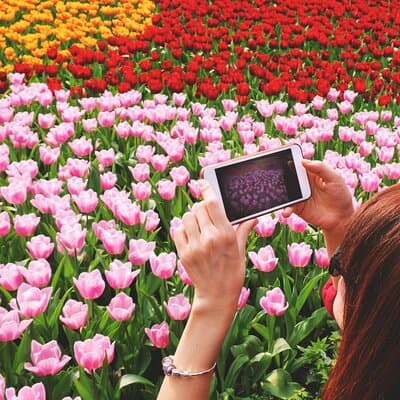 Keukenhof (tulips), Zaanse Schans and Volendam Small Group Tour