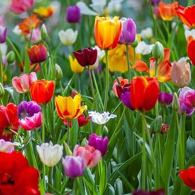 Amsterdam Free tour World War II and Anne Frank 3