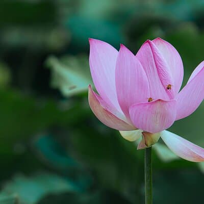 Half Day Giverny Monet's Gardens Tour 4