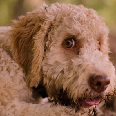 Truffle Hunting, Lunch & Cooking Class in Rome's Countryside 4