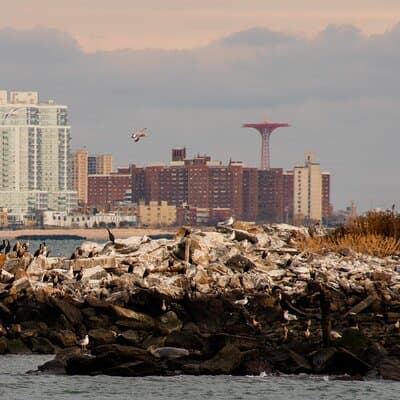 New York City Sightseeing and Seals Boat Tour 4