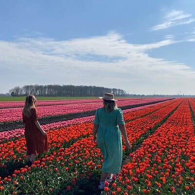 Discover Holland’s Beautiful Tulip Fields with an Expert Guide 3