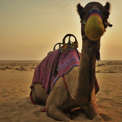 Morning: Desert Safari with Quad Bike 2