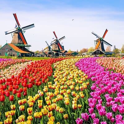 Discover Keukenhof and Zaanse Schans Windmills from Amsterdam 2