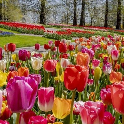 Keukenhof Garden Private Tour From Amsterdam Included tickets! 5