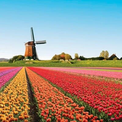 Keukenhof Garden Private Tour From Amsterdam Included tickets! 3