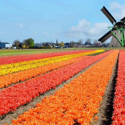 Keukenhof Garden Private Tour From Amsterdam Included tickets! 4