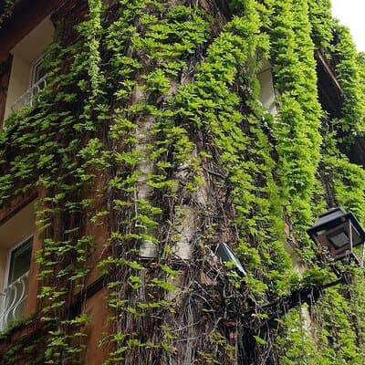 Rome Walking Tour: Hidden Gems & Local Stories 4