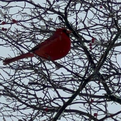 NYC Beginner Private Birdwatching Tour 2