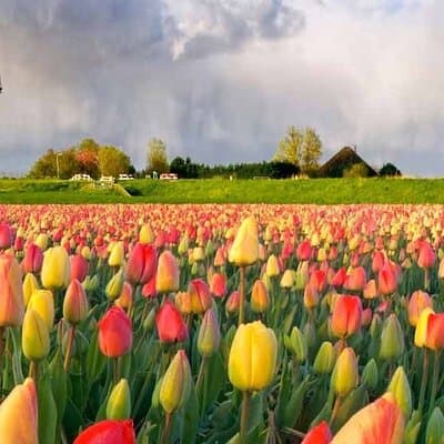 Private Tour to the Keukenhof and Tulip Fields 3