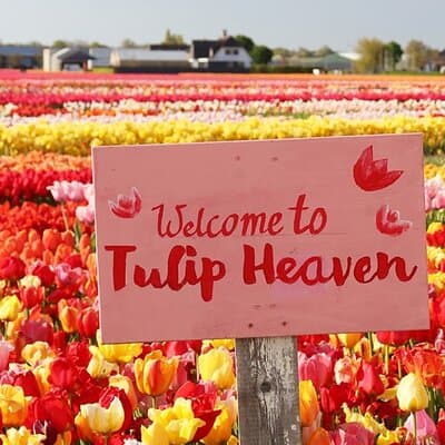From Amsterdam: Keukenhof and Tulip Experience Tour 5