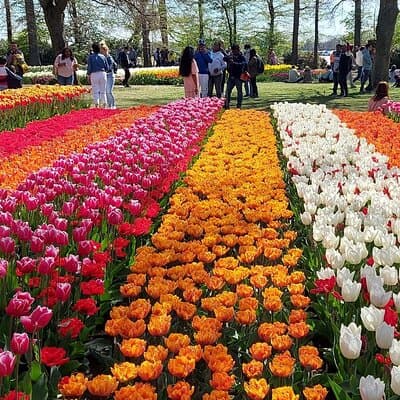 Amsterdam: Private 3-Hour Hop-On Hop-Off Tour 4