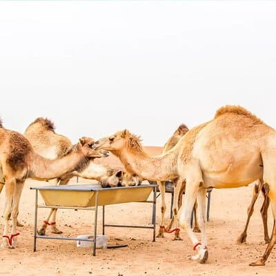 VIP Red Dune Safari with Live Shows & BBQ Dinner Camel Ride 5